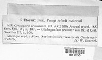 Nothopassalora personata image